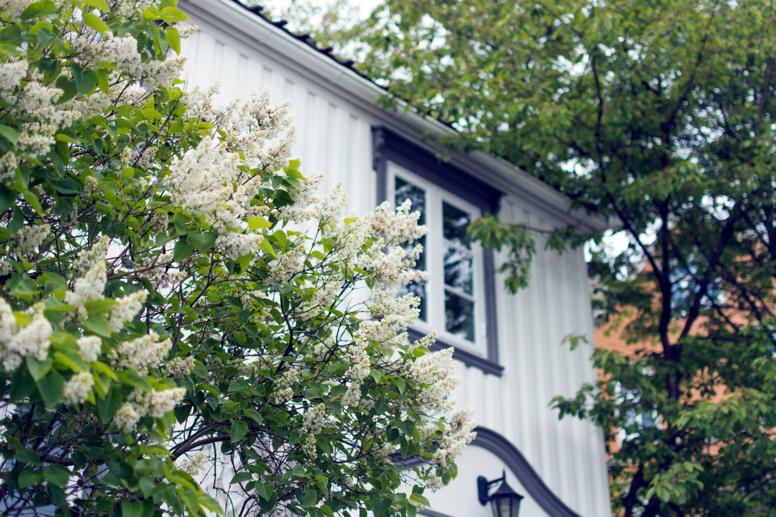 An ancient house with vibrant flowers blooming in its courtyard