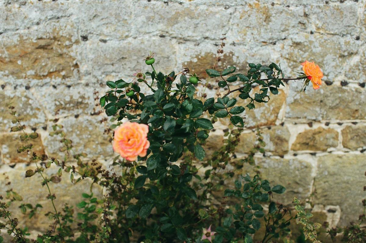 Why Your Next Getaway Needs a Heritage Cottage Stay (And How to Find the Perfect One)